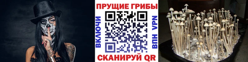 даркнет какой сайт  blacksprut сайт  Кудрово  Галлюциногенные грибы Psilocybe 
